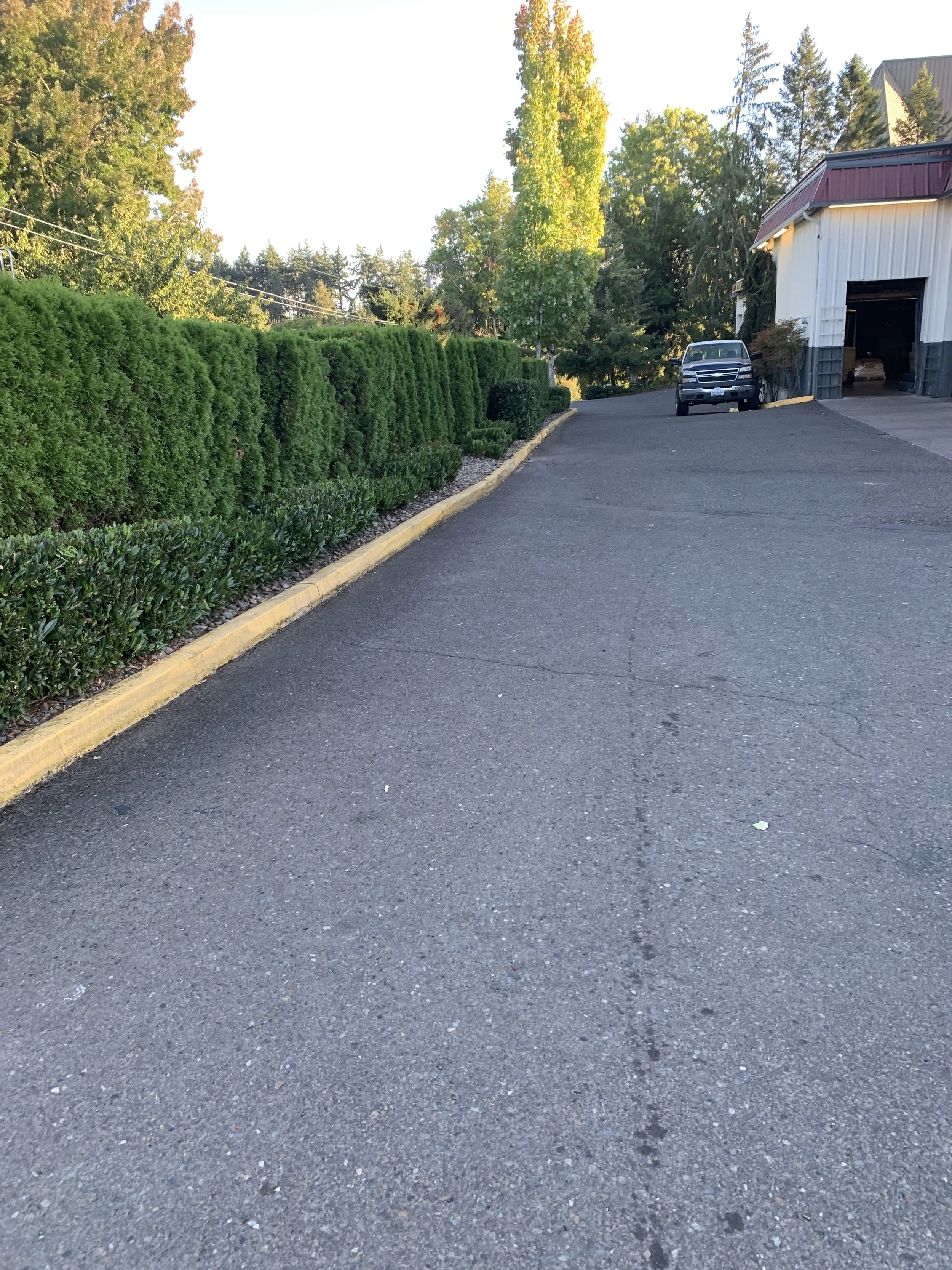 Before bush removal and prep