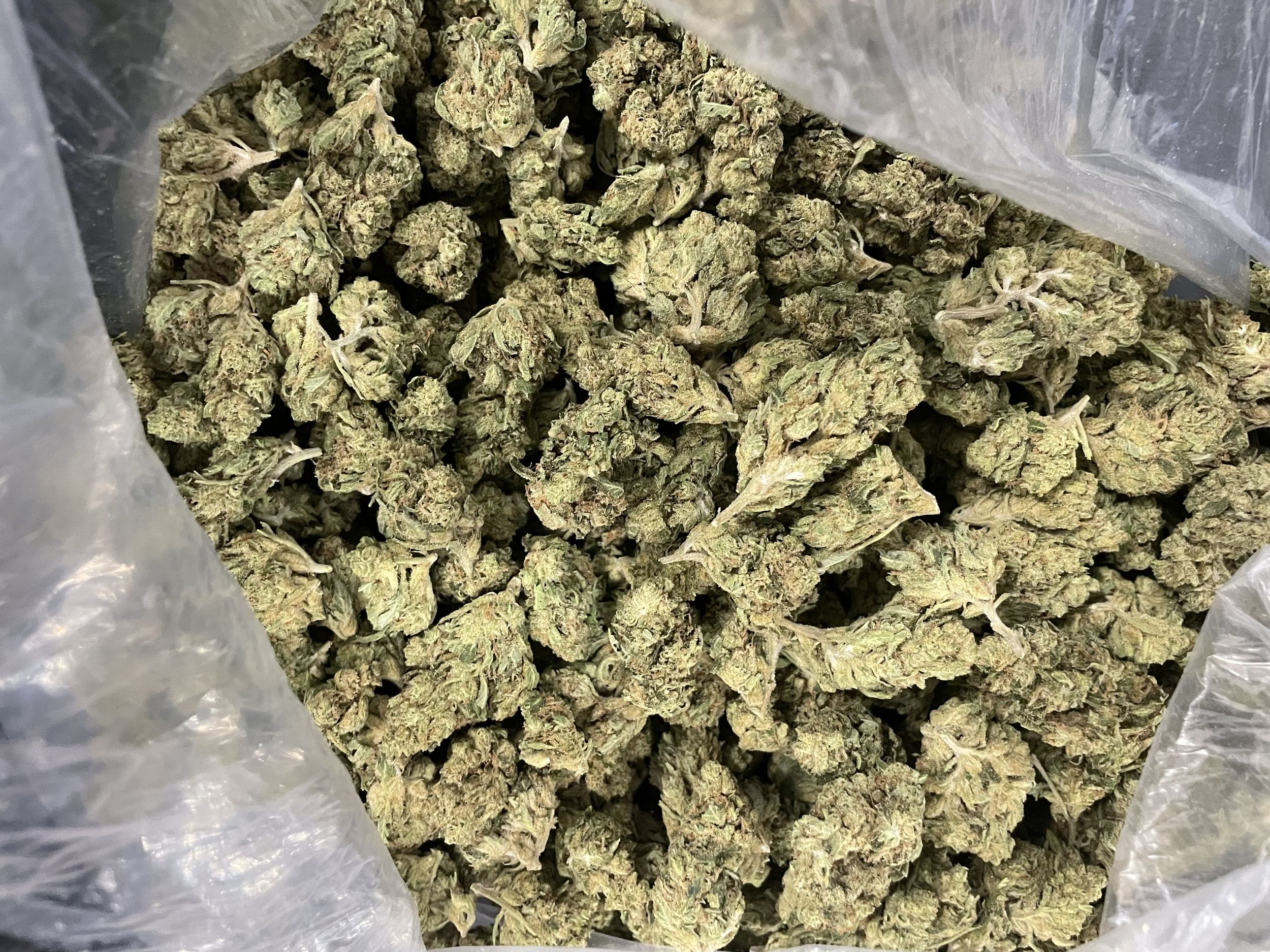 Alpine White-Bulk-Image.png