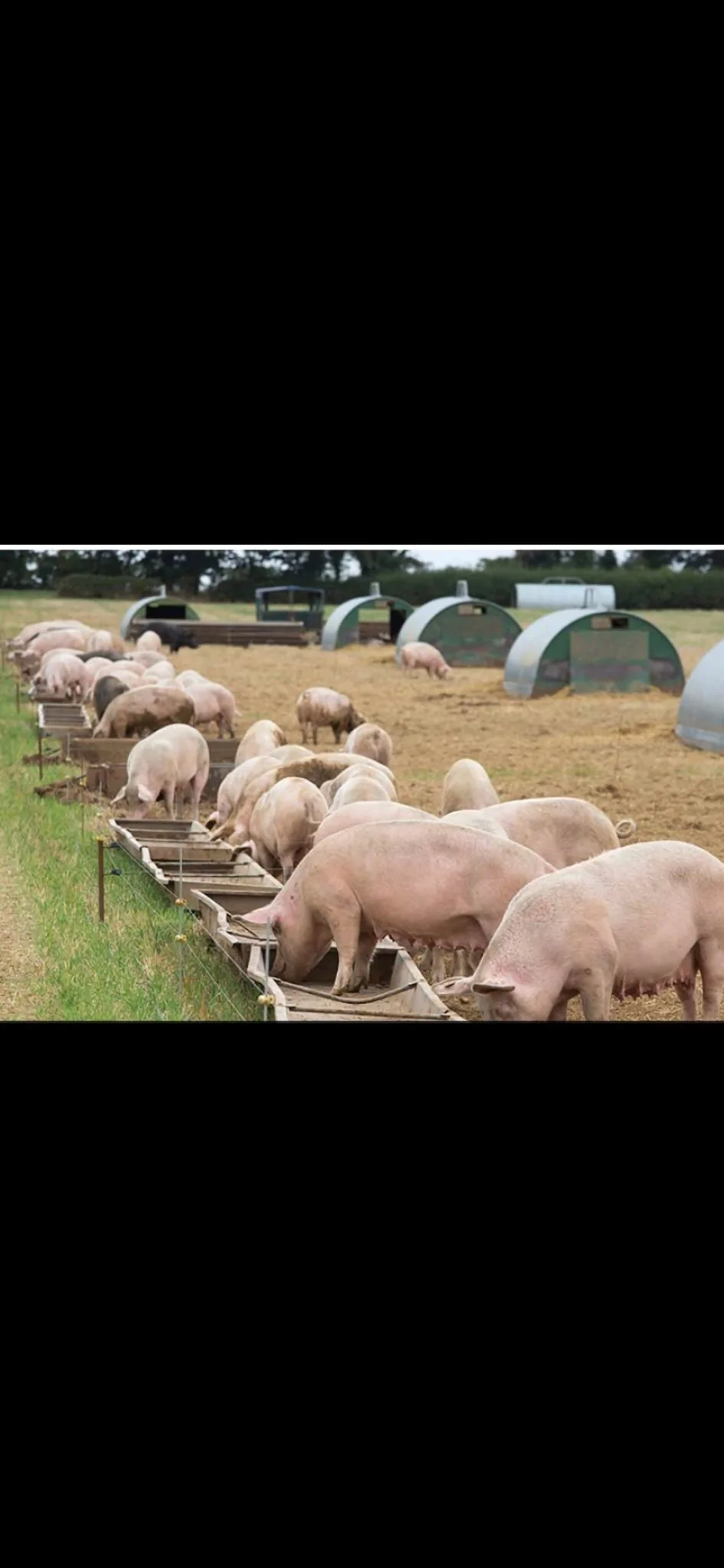 Pigs eating from feeding troughs on a farm with pig shelters and green grass.