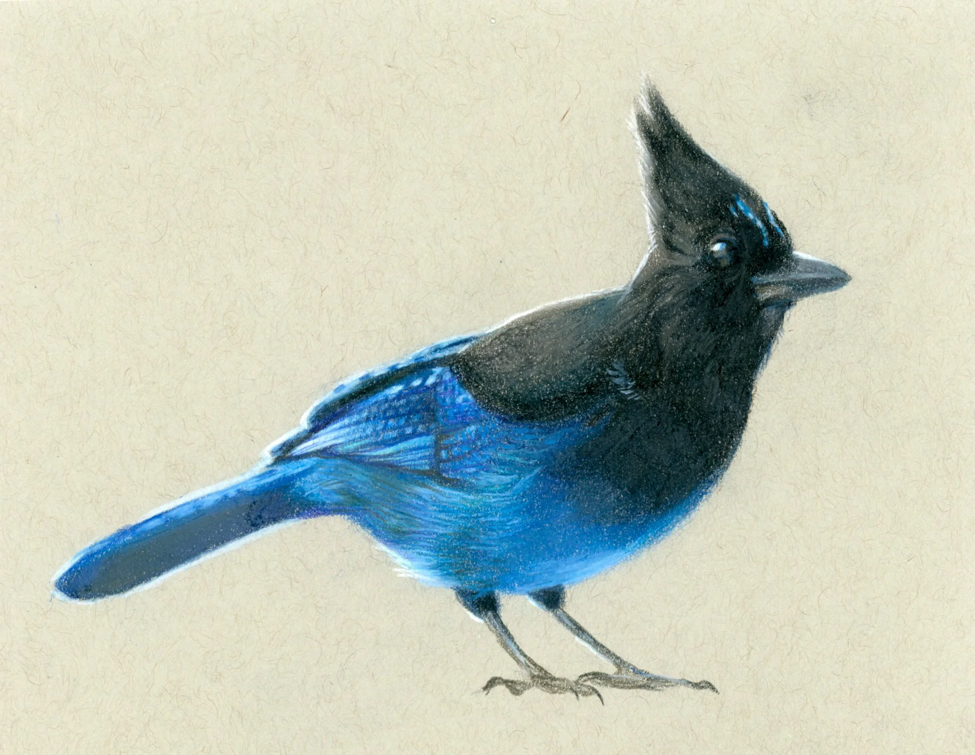 Stellar Jay colored pencil.jpg