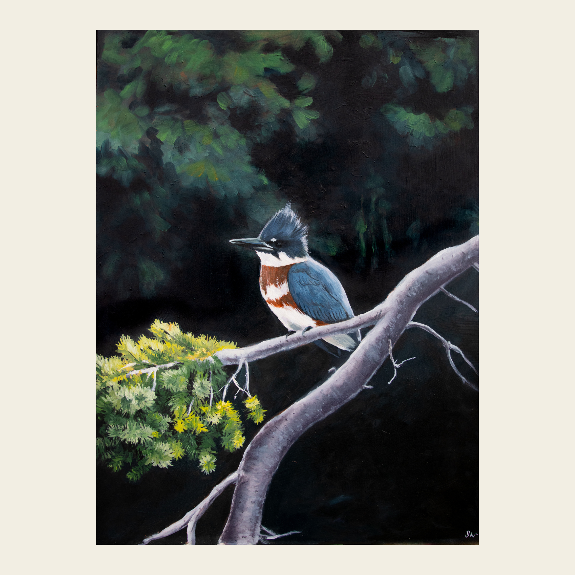 "Whidbey Kingfisher" Fine Art Print