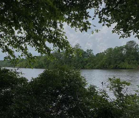 A view of a river through overhanging tree branches and green bushes on the riverbank with a cloudy sky in the background.