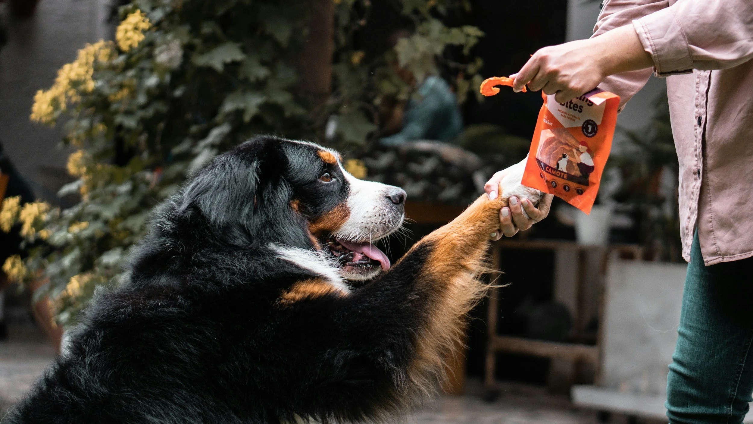 A large black, white, and brown Bernese Mountain Dog sitting and reaching out with its paw to a person who is holding a package of dog treats and offering a treat to the dog.