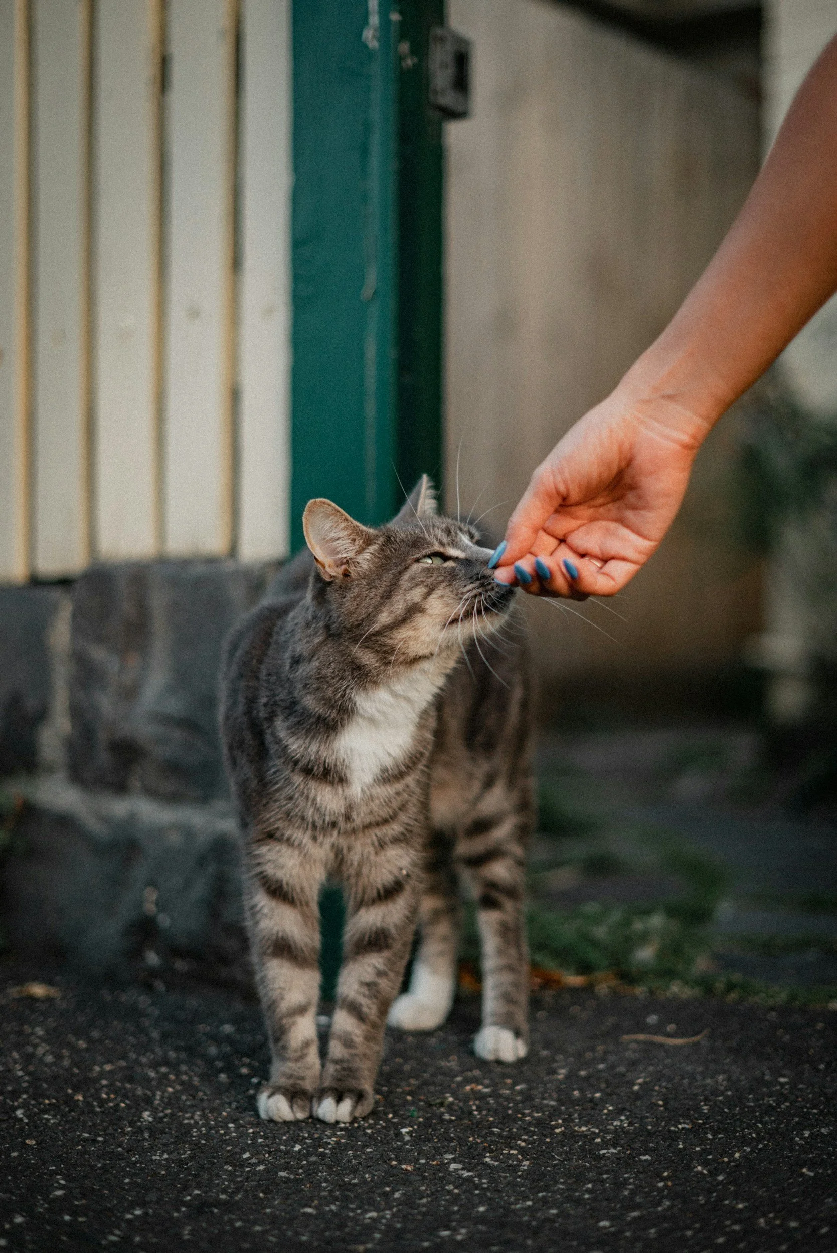 A person with blue painted nails gently touching the nose of a gray tabby cat on a sidewalk.