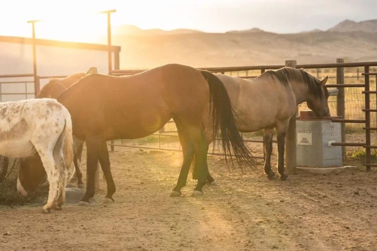 Three horses standing in a fenced horse pen, with one horse eating from a hay feeder. The sunset creates a warm glow in the background, with a mountain range visible in the distance.