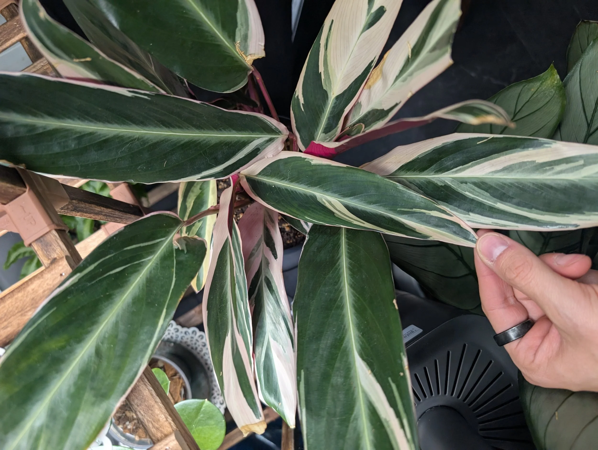 Welcome to Quiet Foliage 