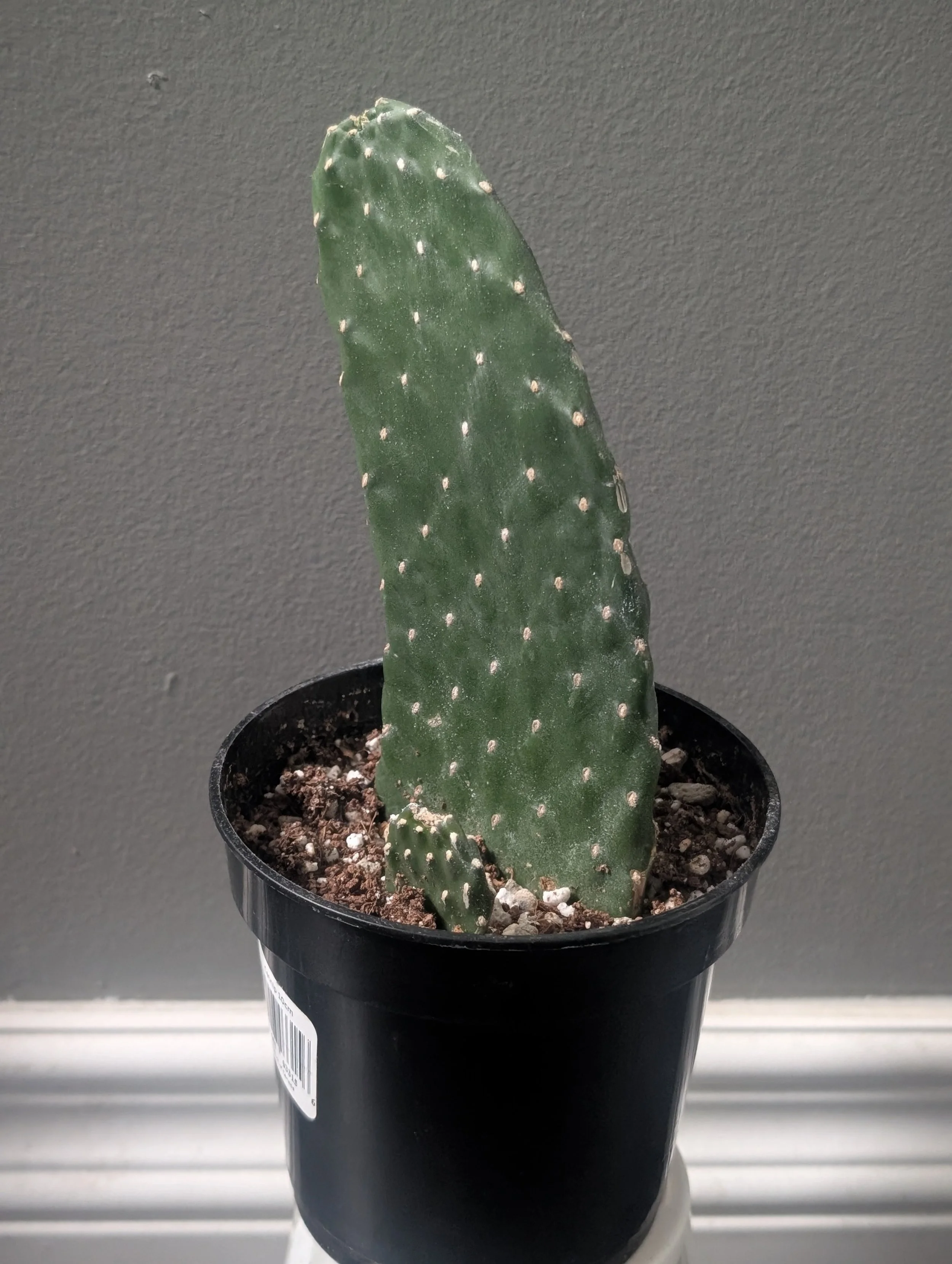 Roadkill Cactus 