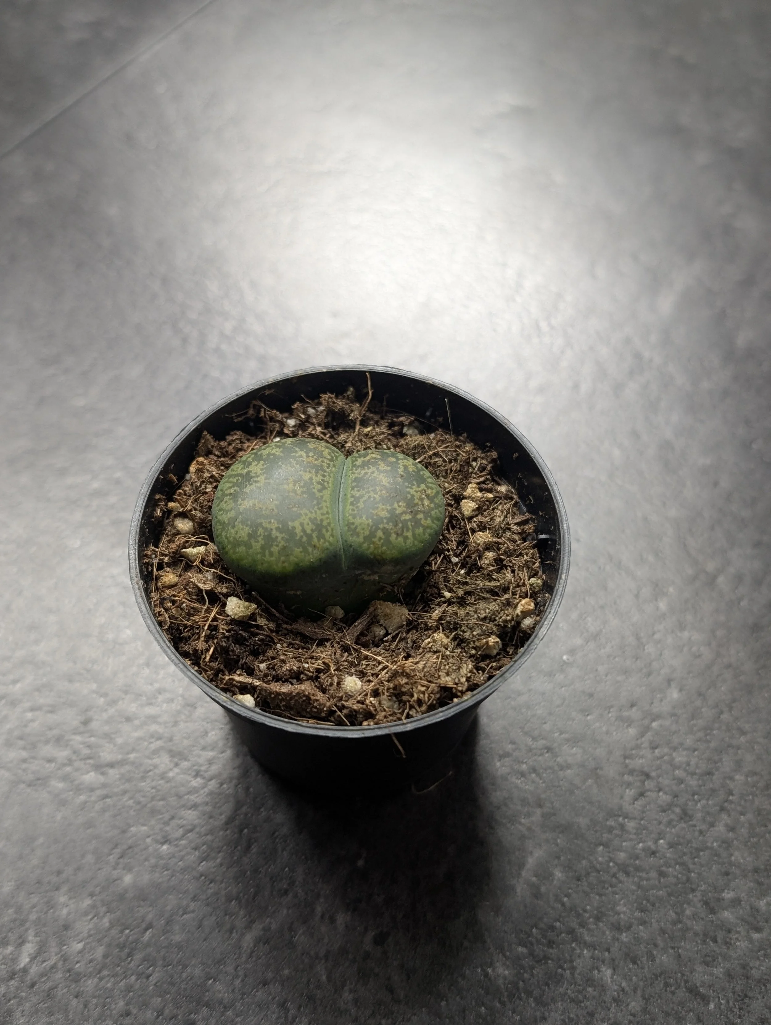 Lithops 