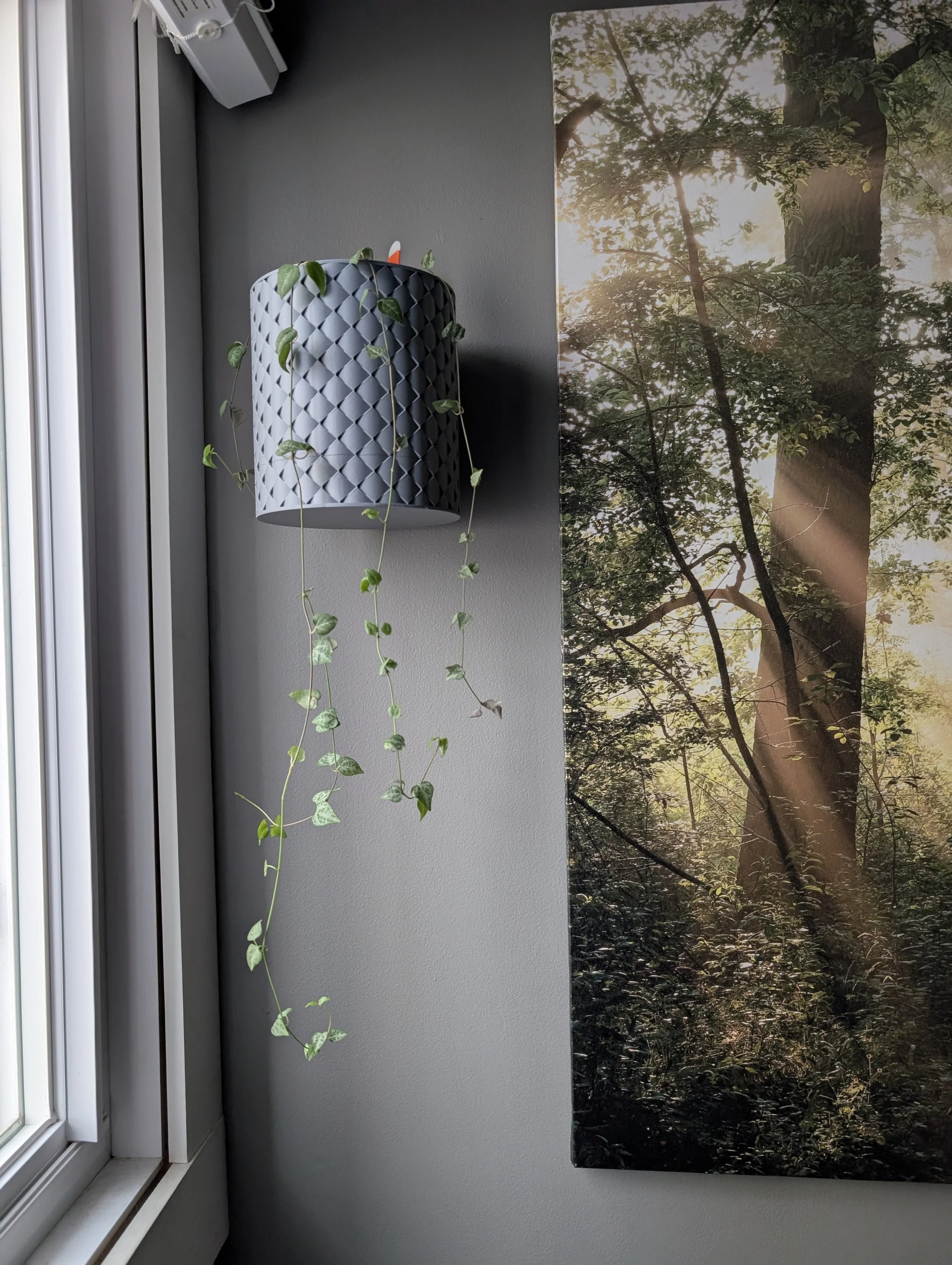 Variegated String of Hearts - (Ceropegia woodii variegata).