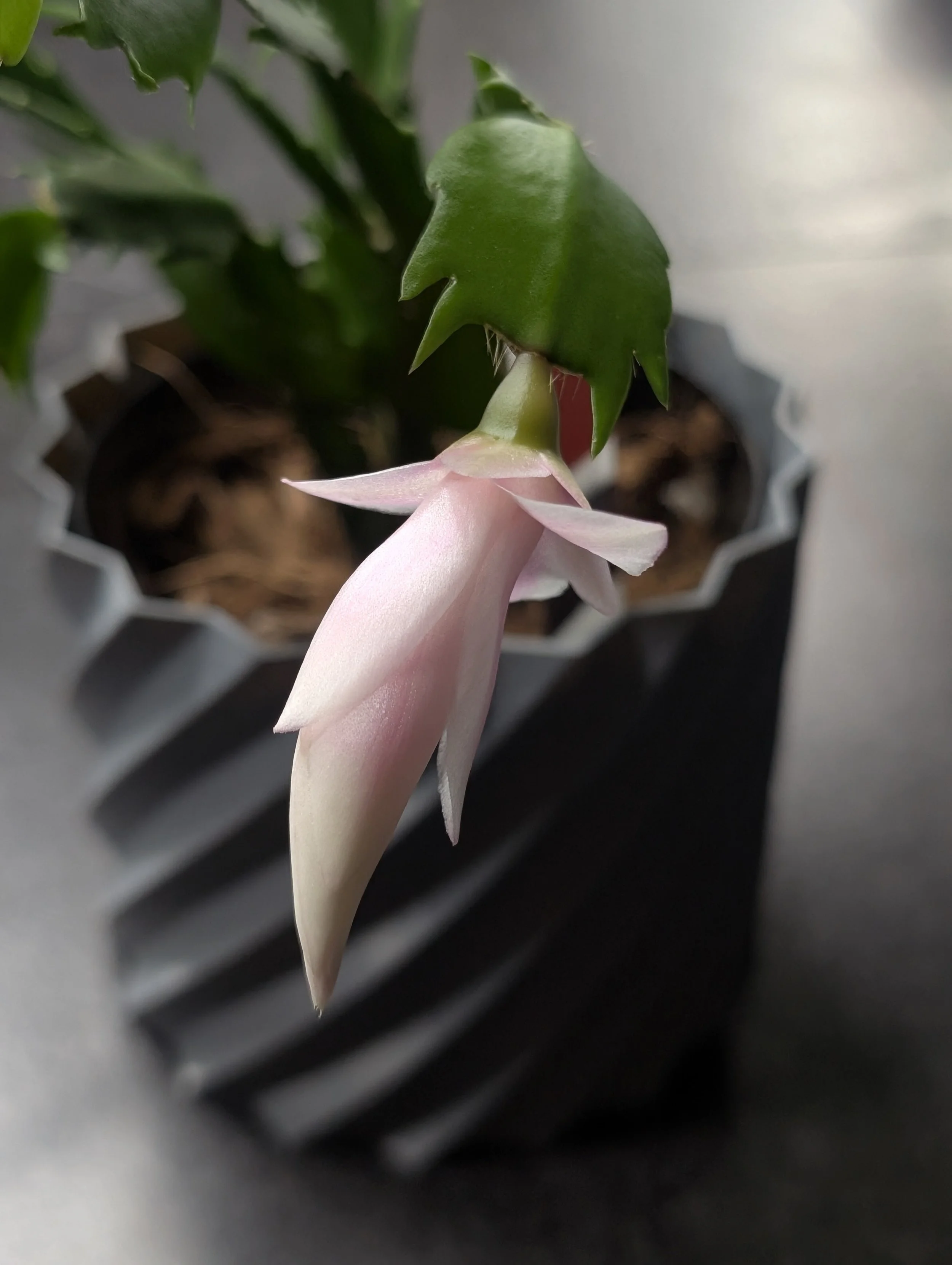 My One-Year Plantiversary