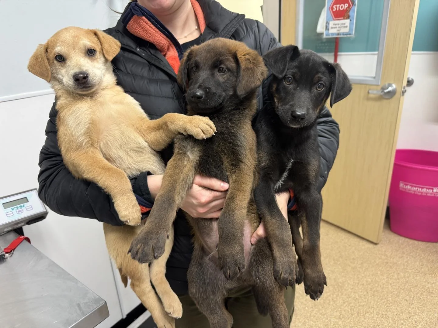 These three cuties have been adopted by Anchorage Animal Care and Control.