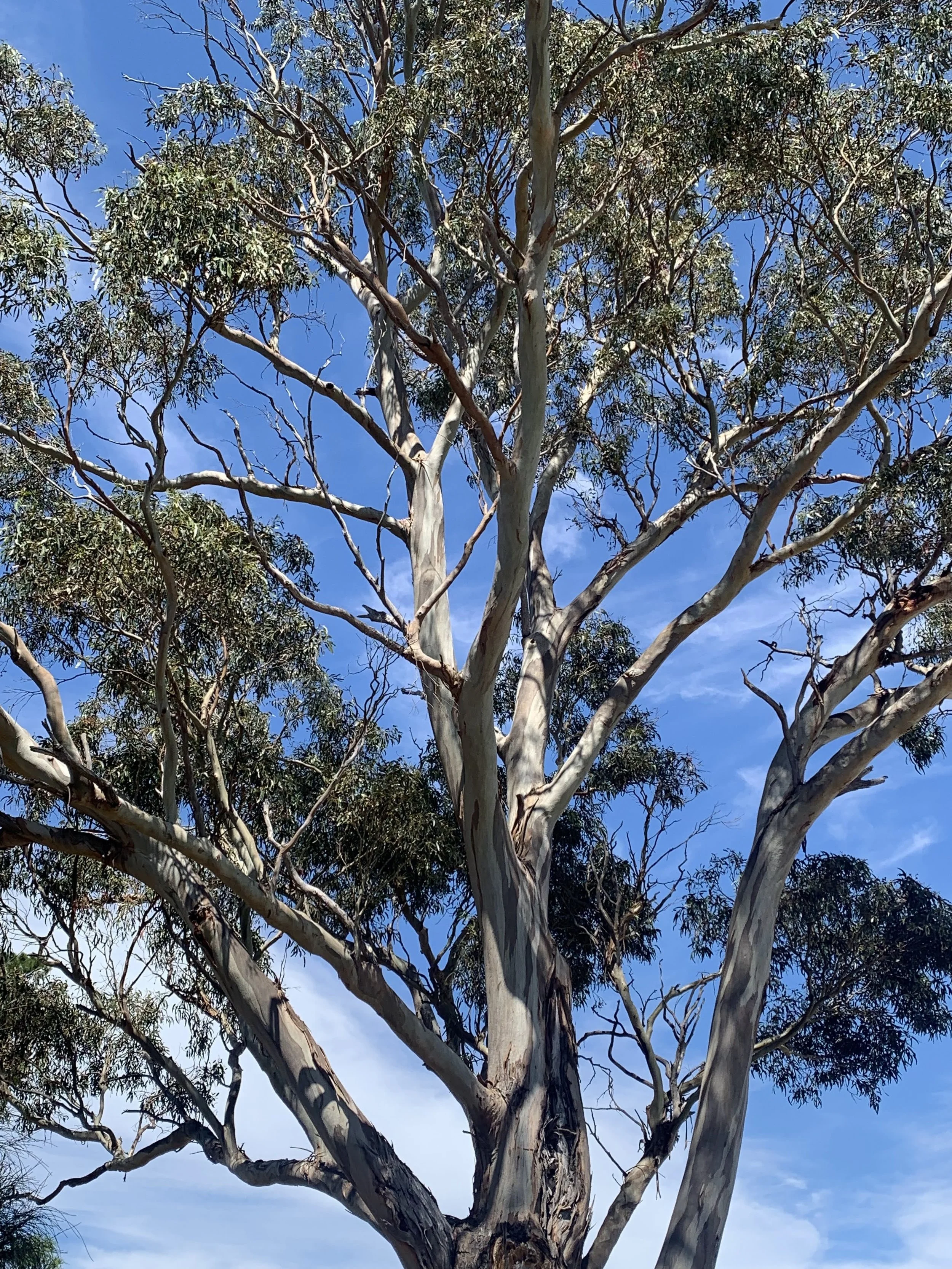 Tall eucalyptus tree with peeling bark and green leaves against a blue sky with scattered clouds.
