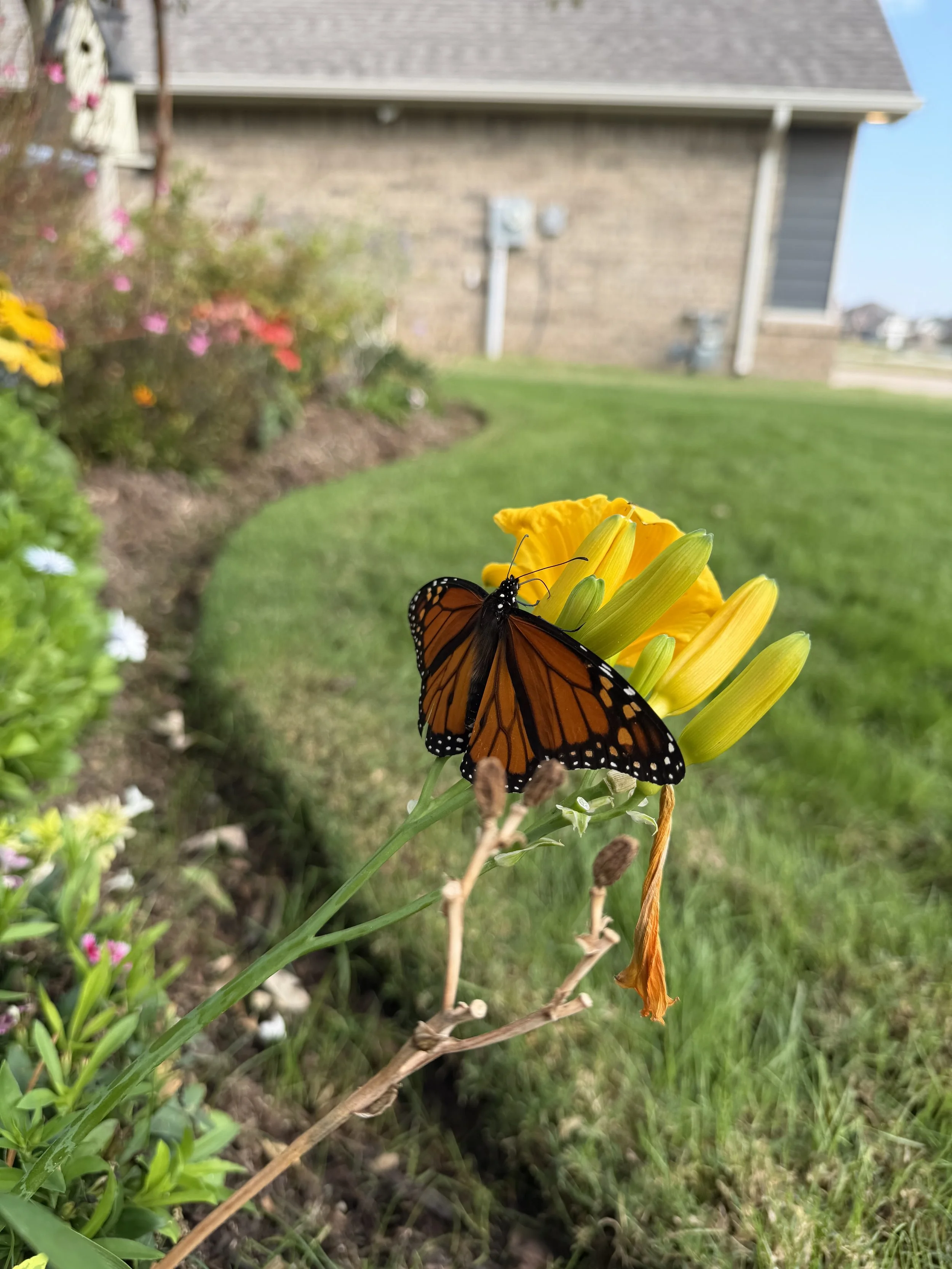 A monarch butterfly perched on a yellow flower in a garden with a brick house in the background.