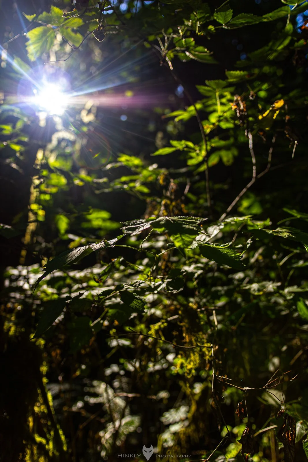 HinklyPhotography_2025_Oregon2022-25.jpg