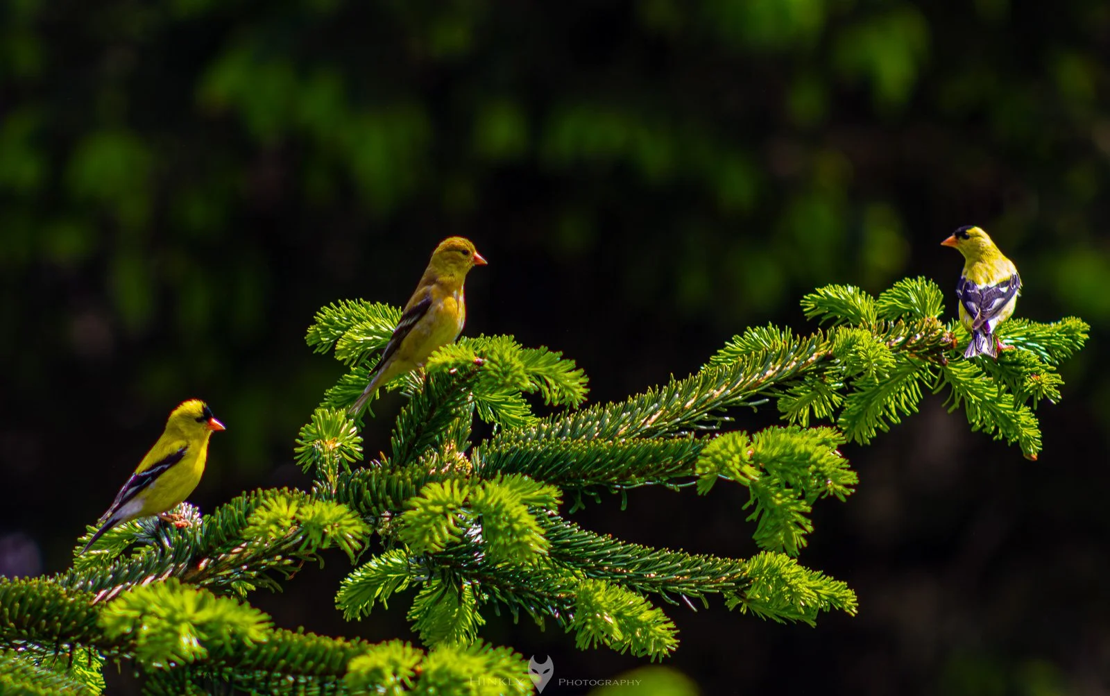 HinklyPhotography_2025_Oregon2022-21.jpg