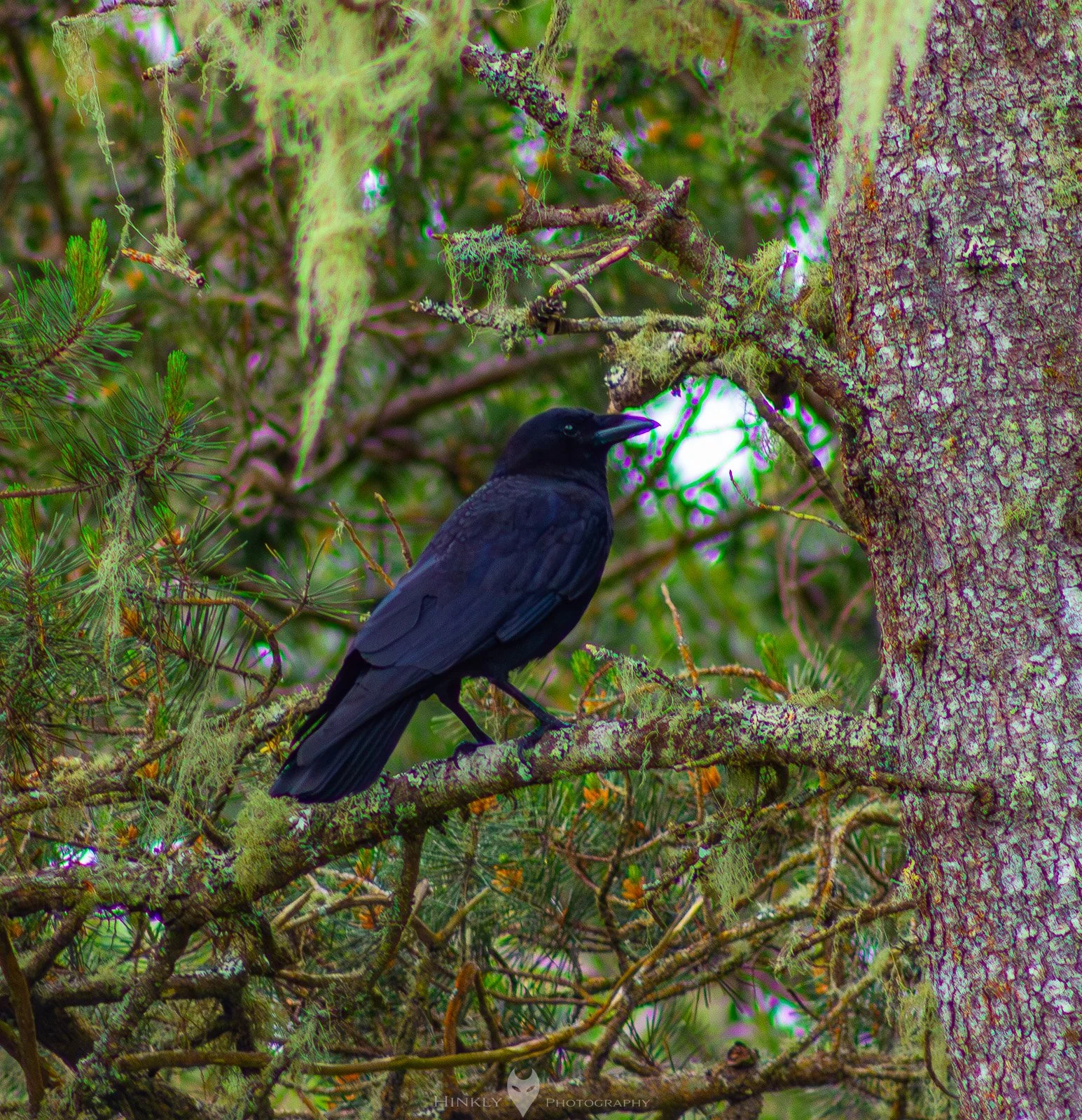HinklyPhotography_2025_Oregon2022-40.jpg