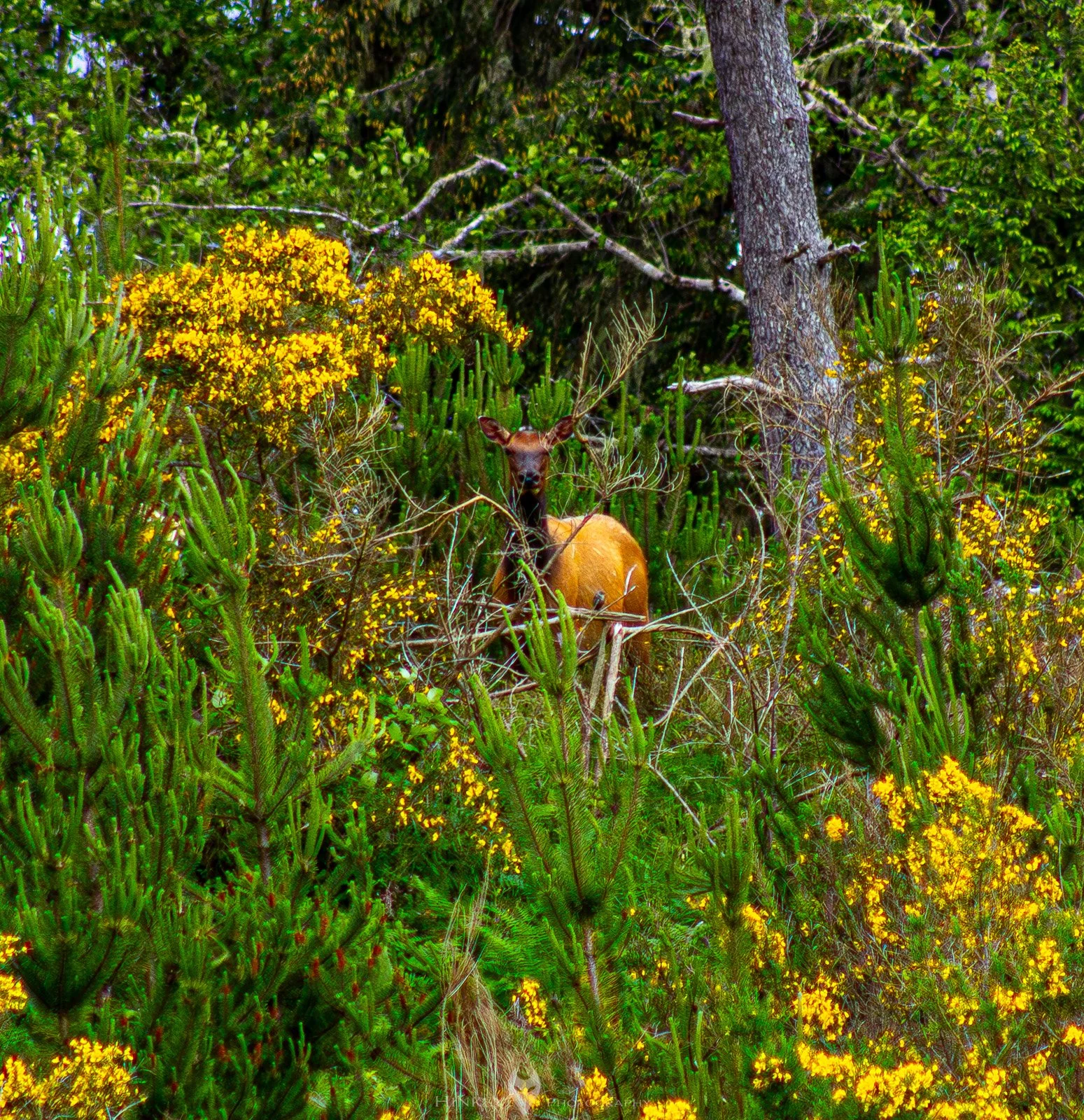 HinklyPhotography_2025_Oregon2022-3-2.jpg
