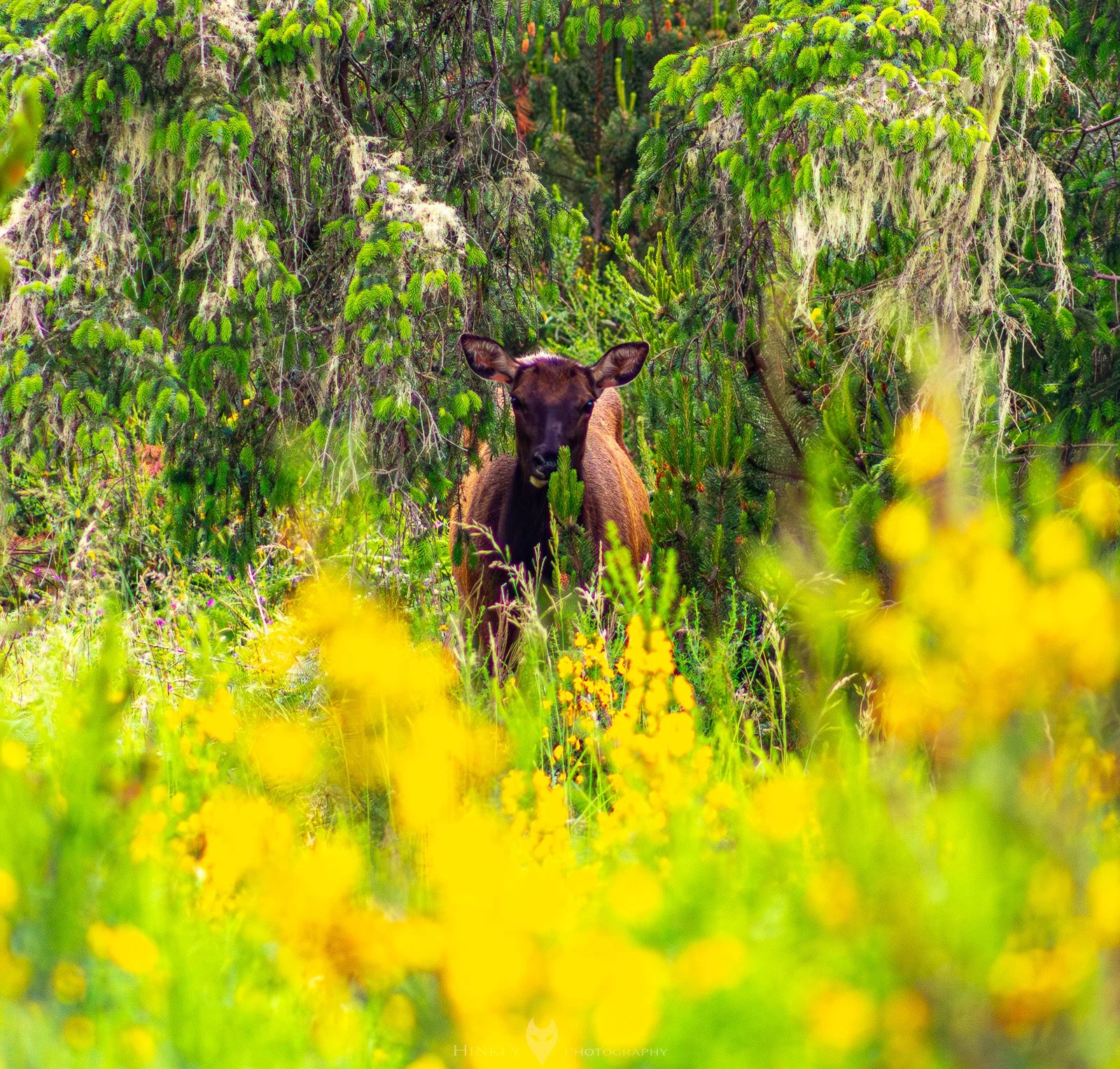 HinklyPhotography_2025_Oregon2022-4-2.jpg
