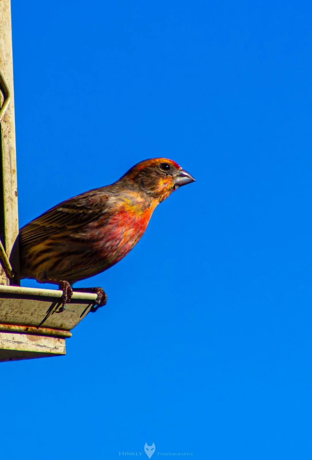 HinklyPhotography_2025_Oregon2022-1.jpg