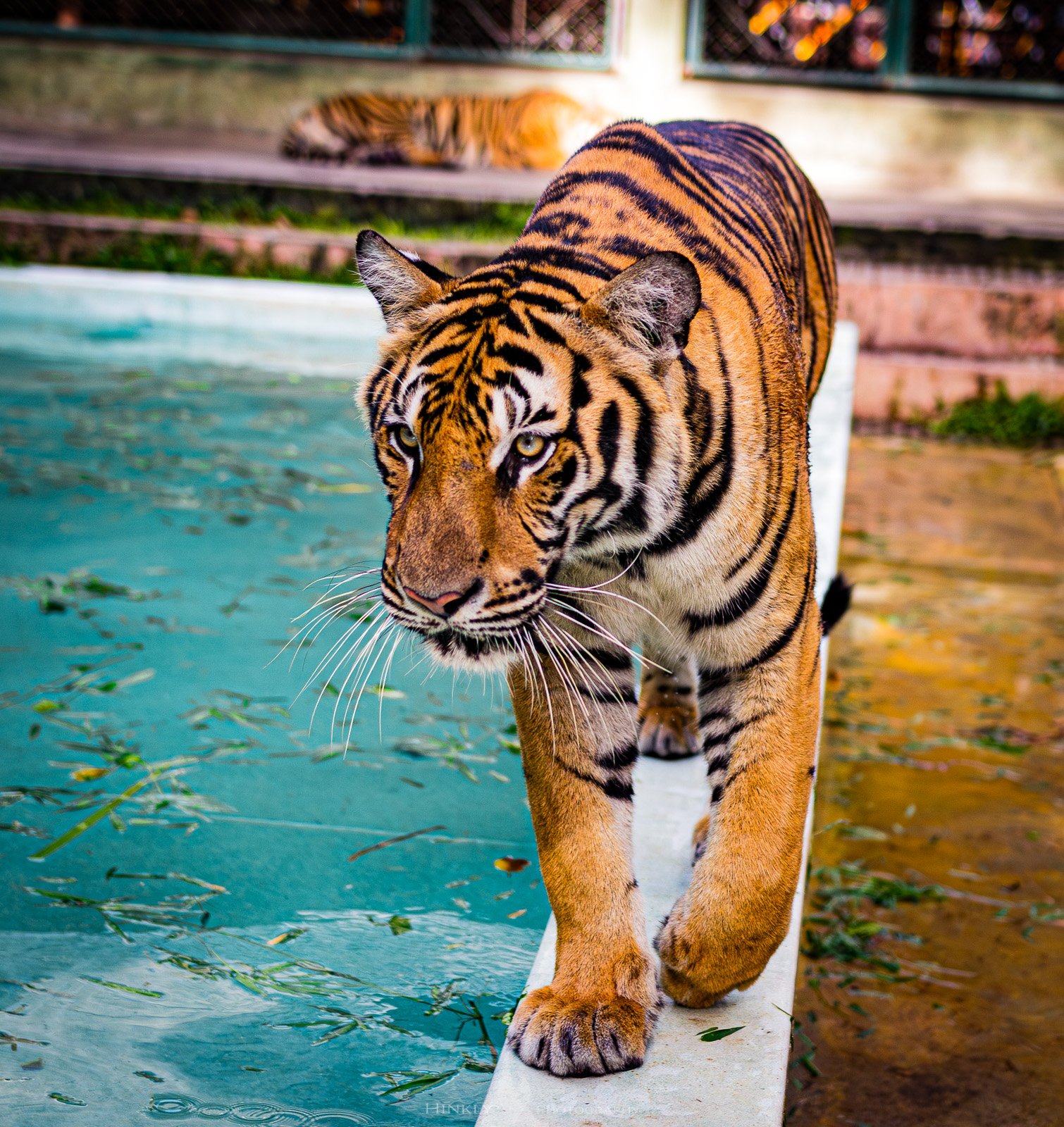 HinklyPhotography_2025_Thailand-6.jpg