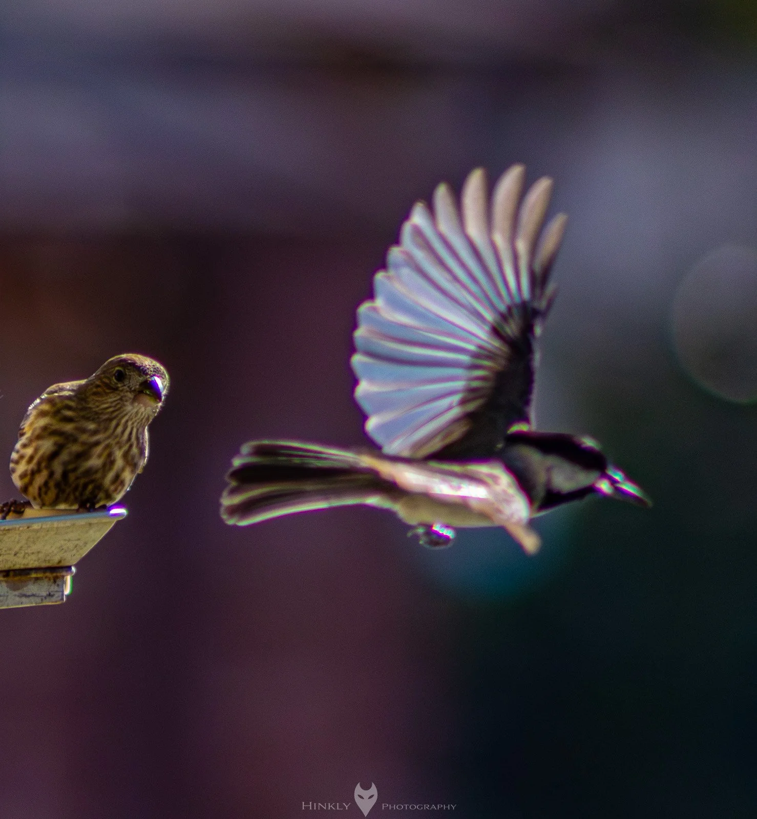 HinklyPhotography_2025_Oregon2022-3.jpg
