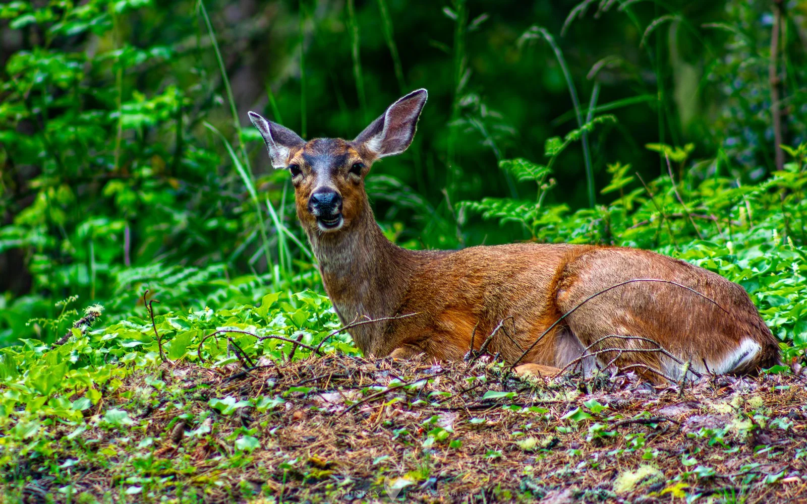HinklyPhotography_2025_Oregon2022-38.jpg