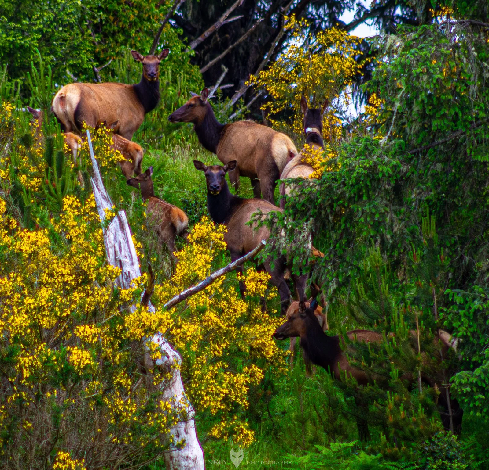 HinklyPhotography_2025_Oregon2022-2-2.jpg