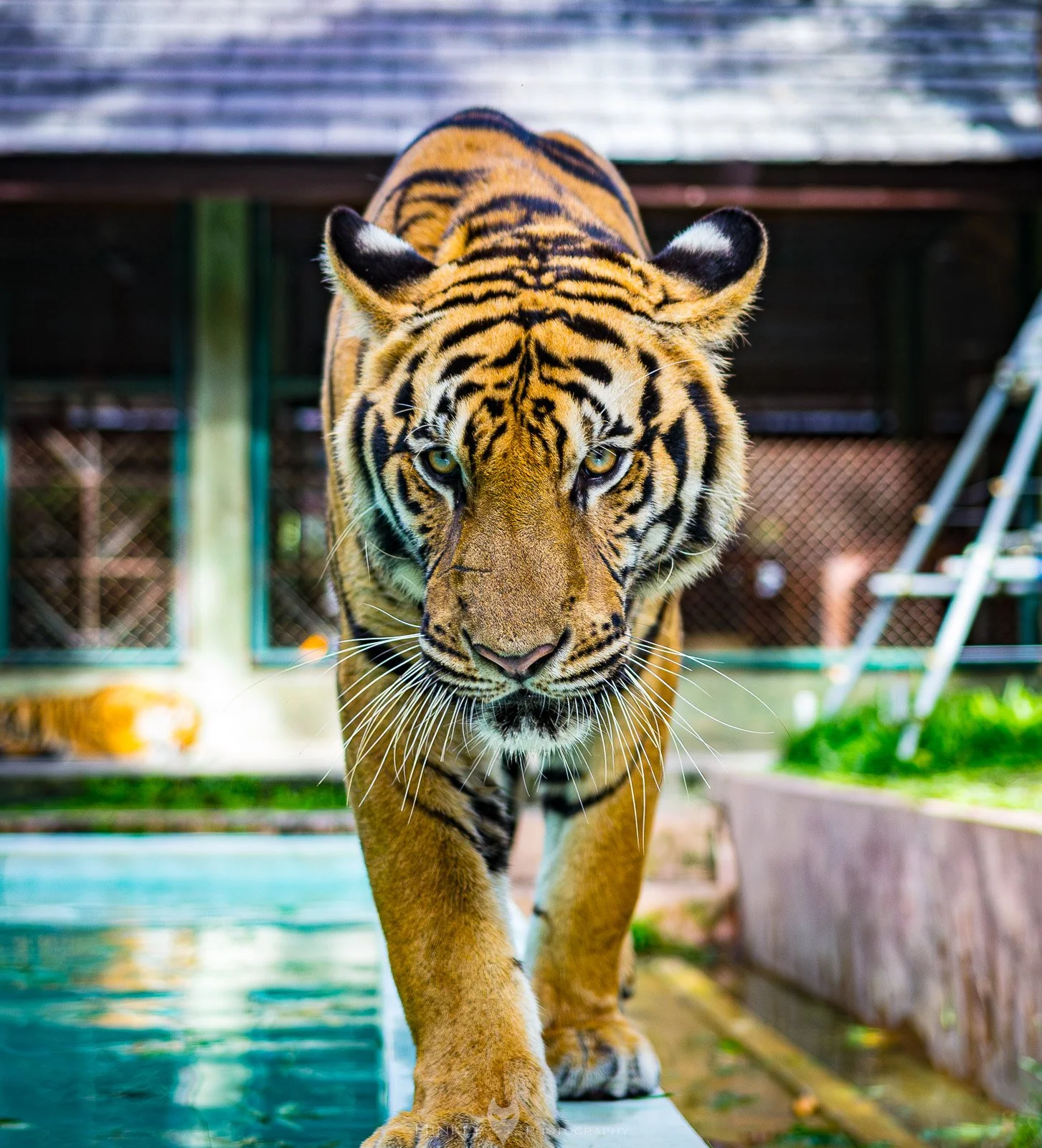 HinklyPhotography_2025_Thailand-1.jpg