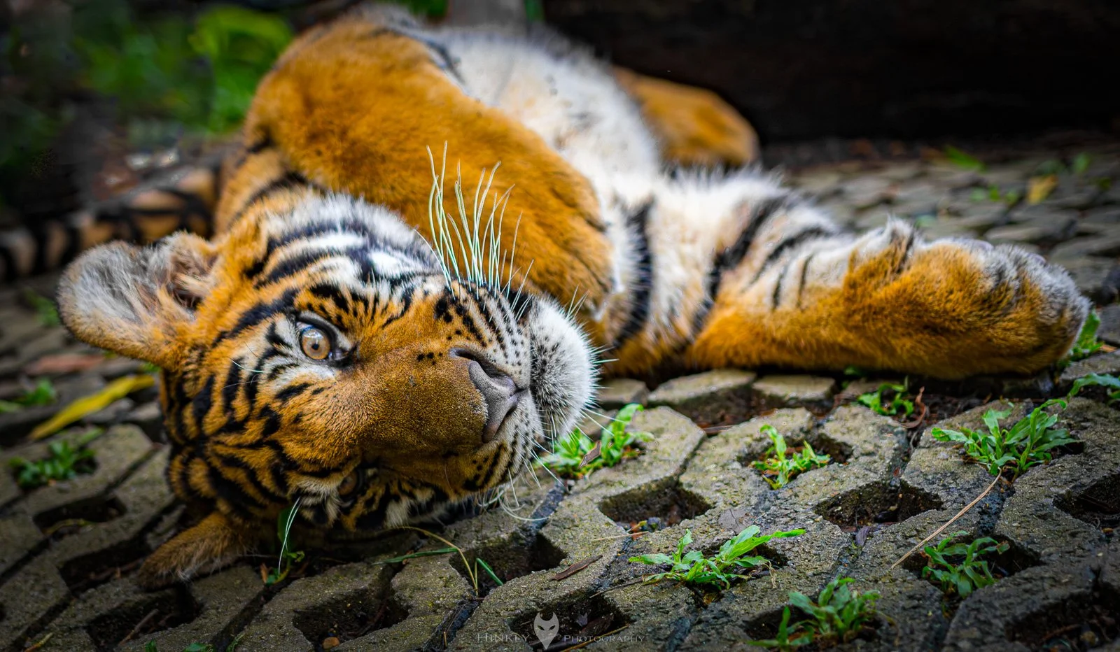 HinklyPhotography_2025_Thailand-7.jpg