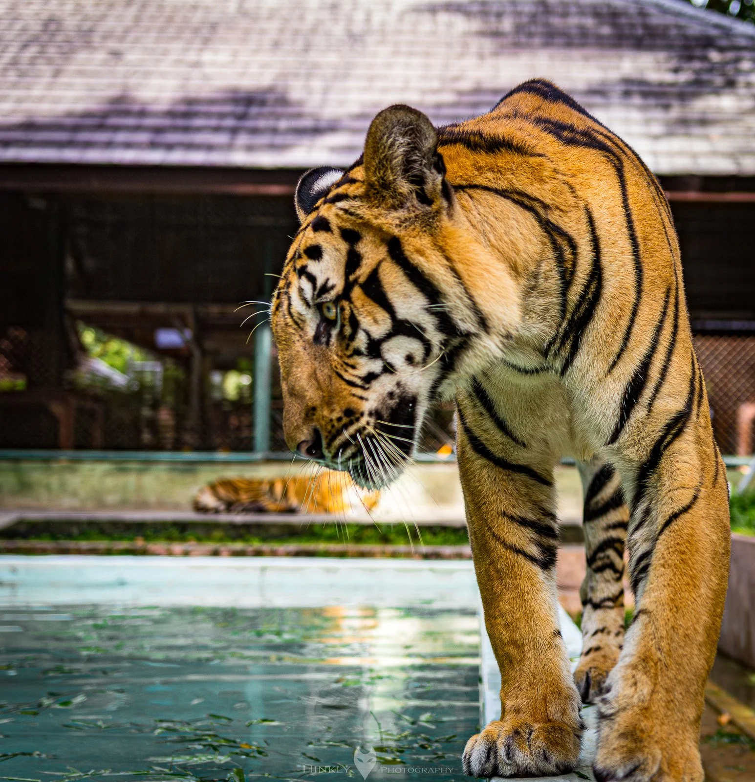 HinklyPhotography_2025_Thailand-2.jpg