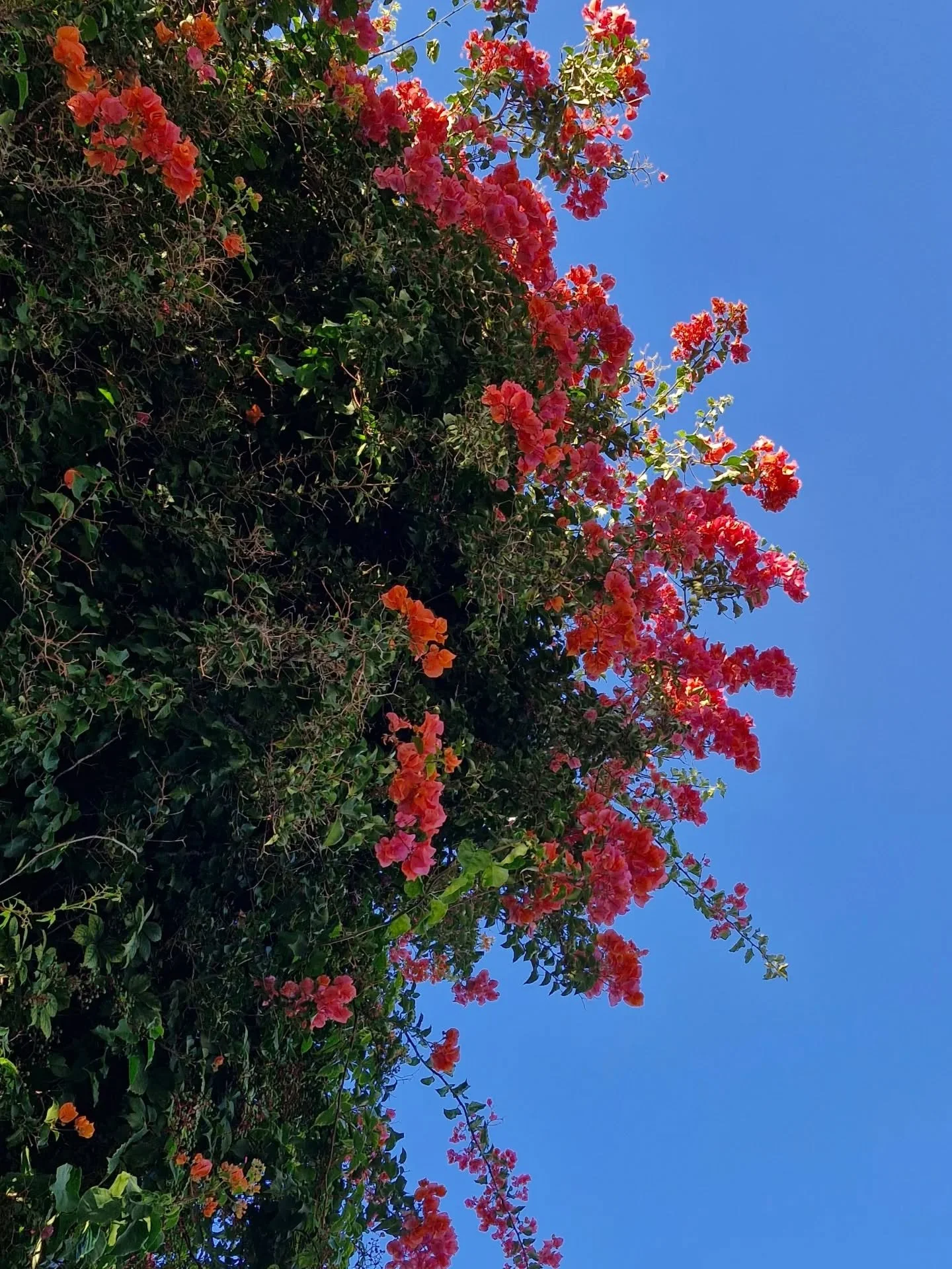 wherever you are today, i hope you have a beautiful day and the sun is shining and you have a warm cuppa and can dance around in your undies to your favourite songs