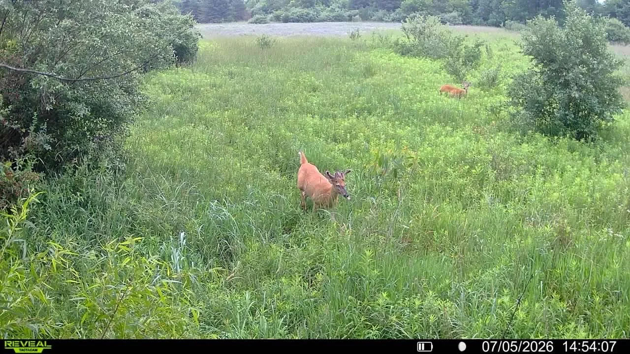 Deer standing in tall green grass near bushes, with another deer grazing in the background and trees in the distance.