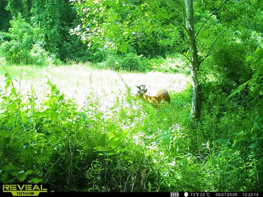 A deer standing in a sunlit clearing surrounded by green trees and dense foliage.