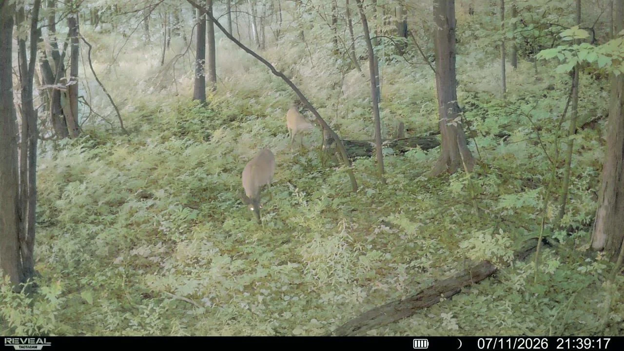 Two deer standing in a forest with trees and green foliage.
