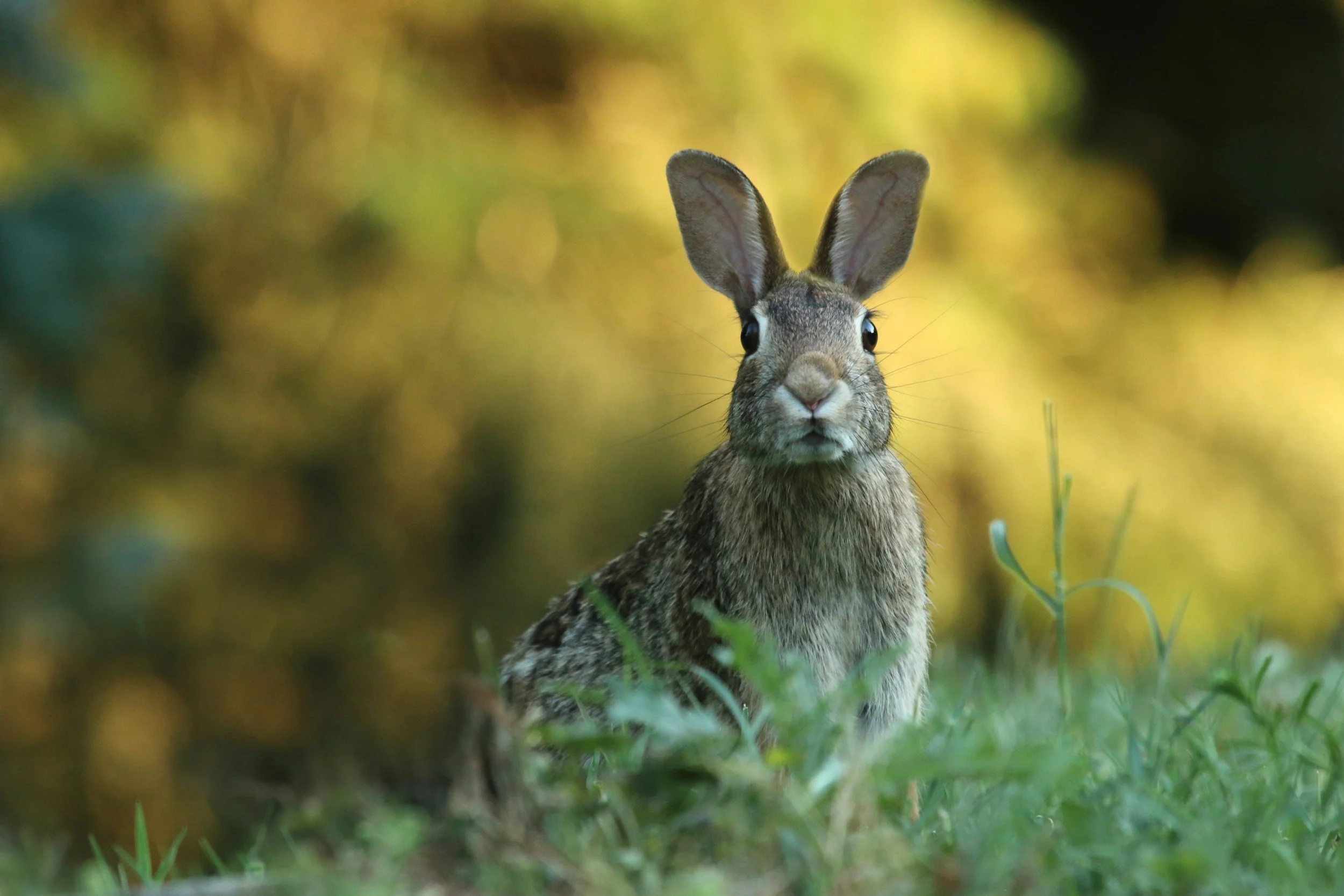 Rabbit in grassy habitat