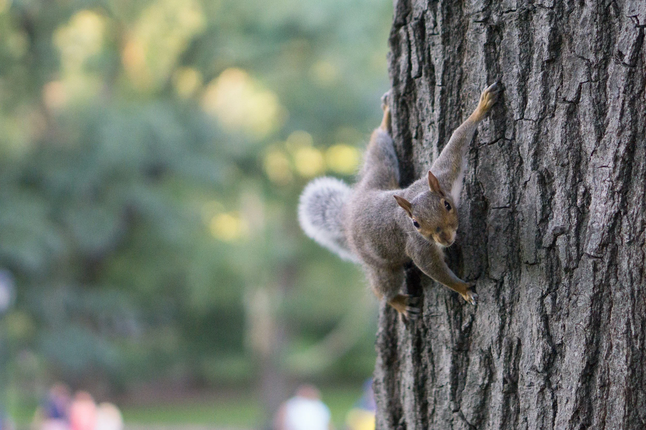 Squirrel climbing a tree