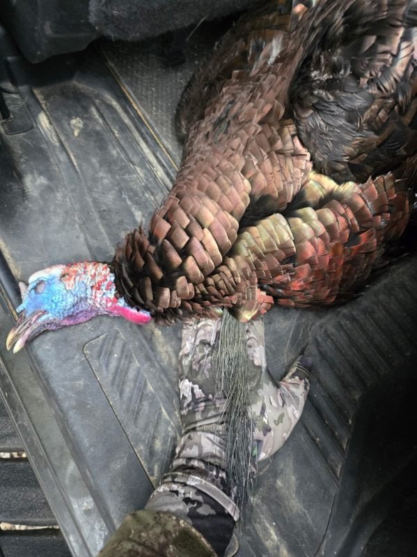 Close-Up of Wild Turkey Feathers and Detail