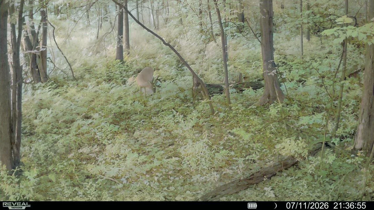 Deer standing in a lush, green forest with dense foliage and trees.