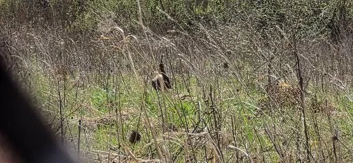 Wild hen turkey approaching through early spring vegetation after responding to a slate turkey call
