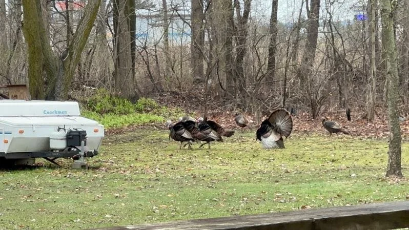 Wild turkeys strutting and feeding in a yard near wooded edge habitat during early spring in Michigan.