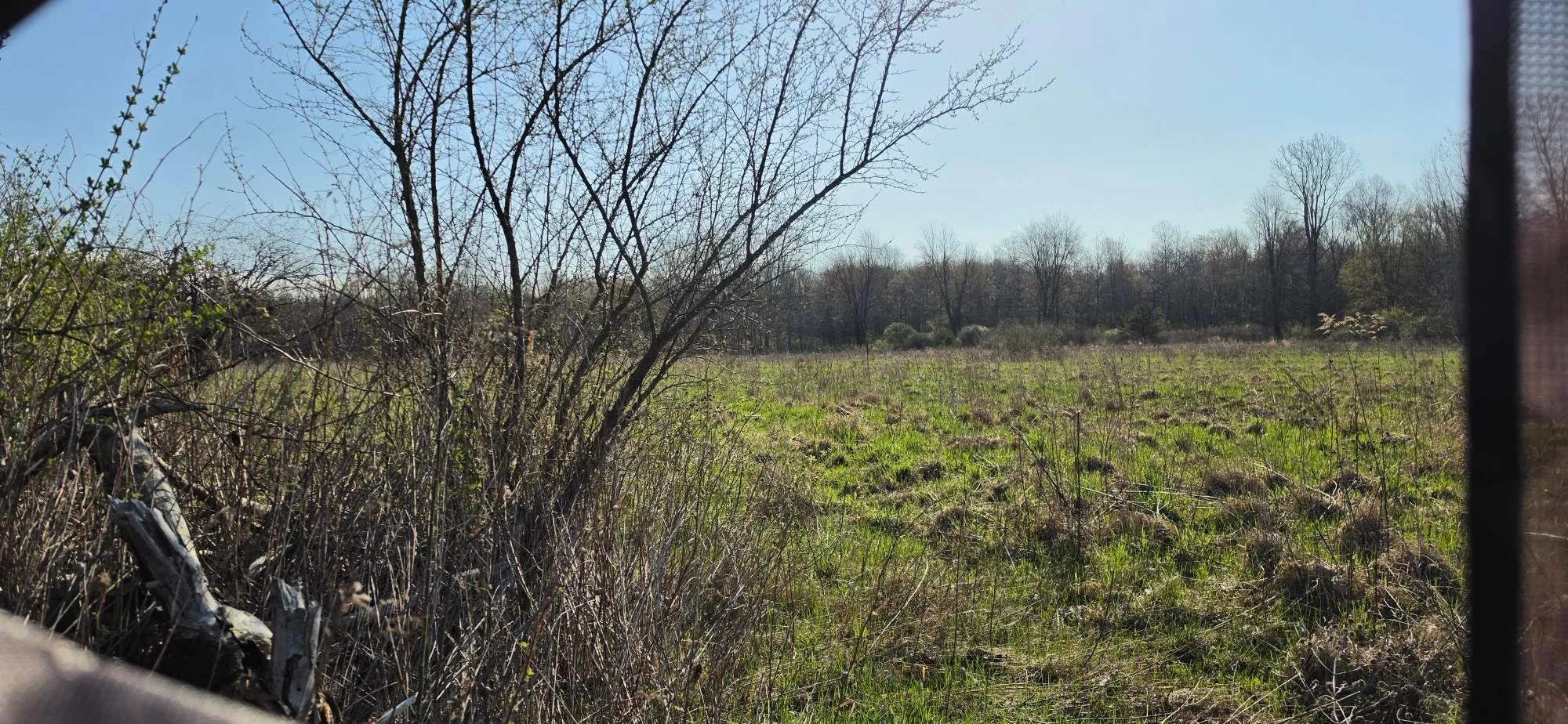 Edge habitat field in Michigan used for turkey calling, showing early spring vegetation and transition between cover and open ground