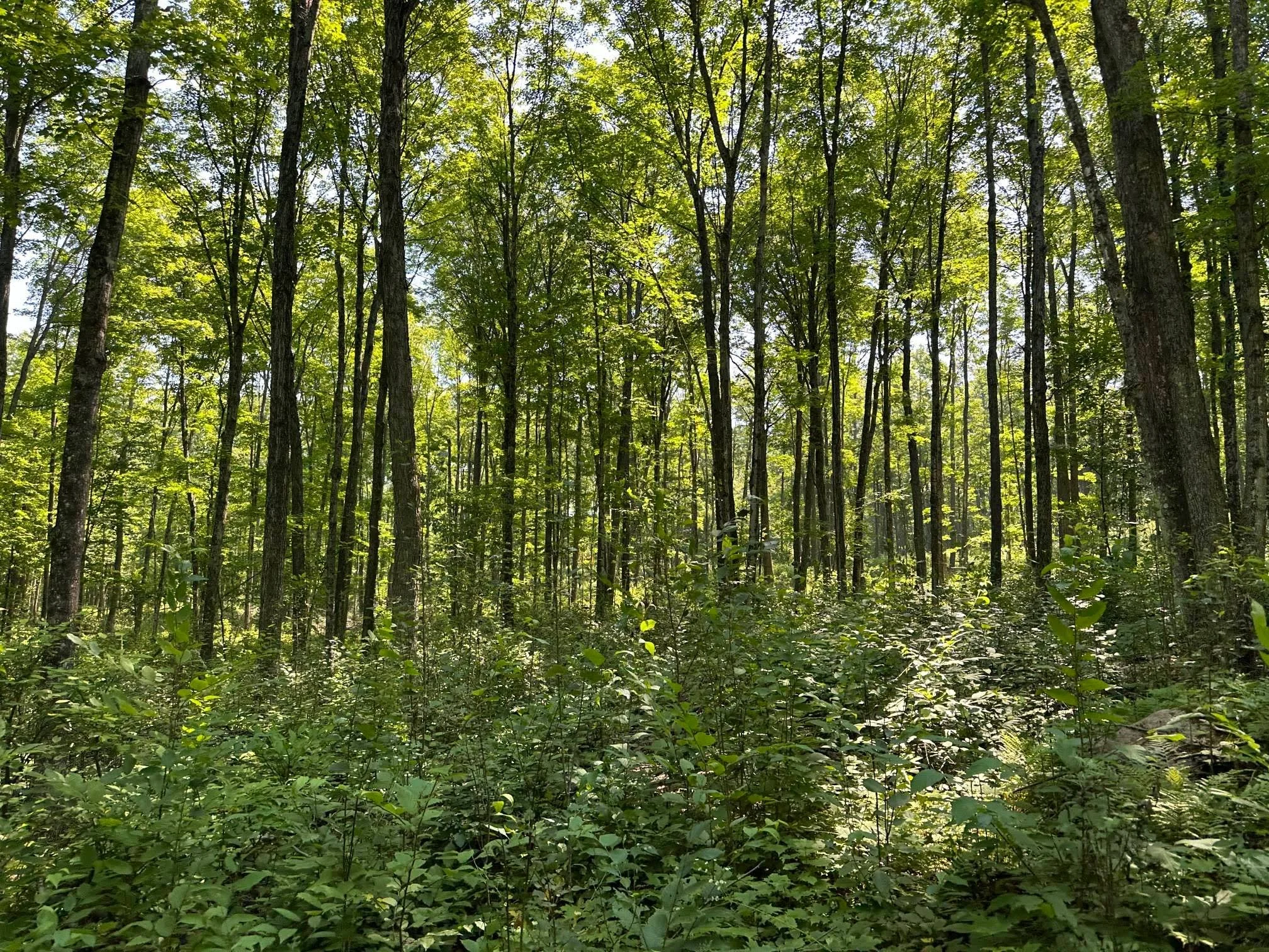 Michigan public land whitetail deer habitat used for scouting and hunting strategy.