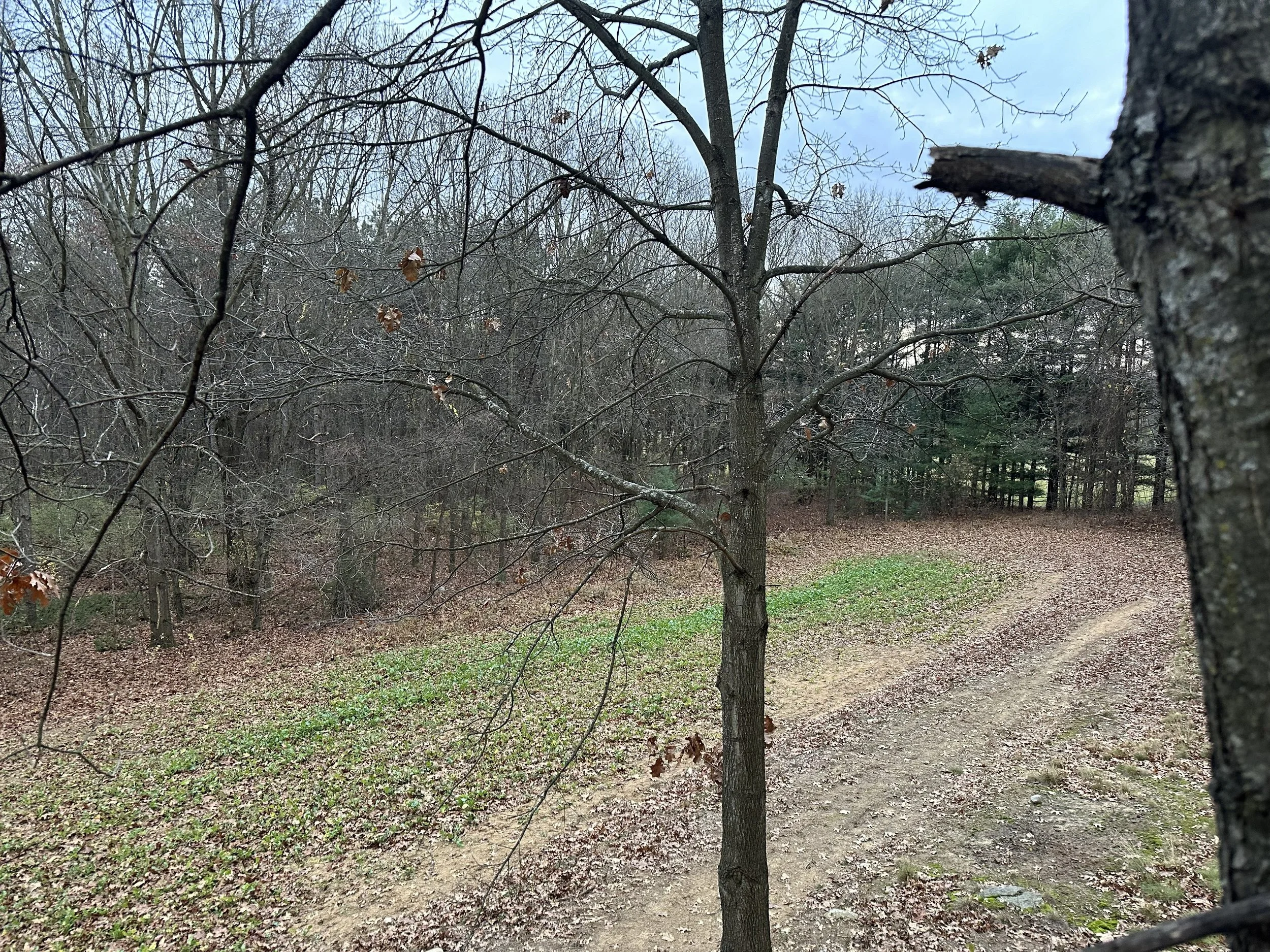 A wildlife food plot on Michigan public land surrounded by forest.