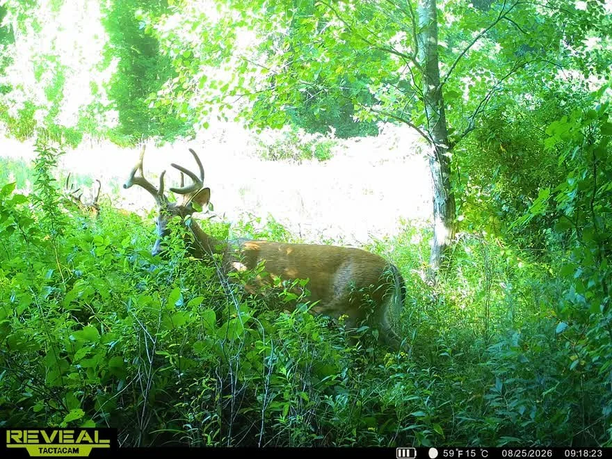 A deer with large antlers stands in tall green grass and foliage, partially concealed by trees and bushes, with sunlight filtering through the leaves.