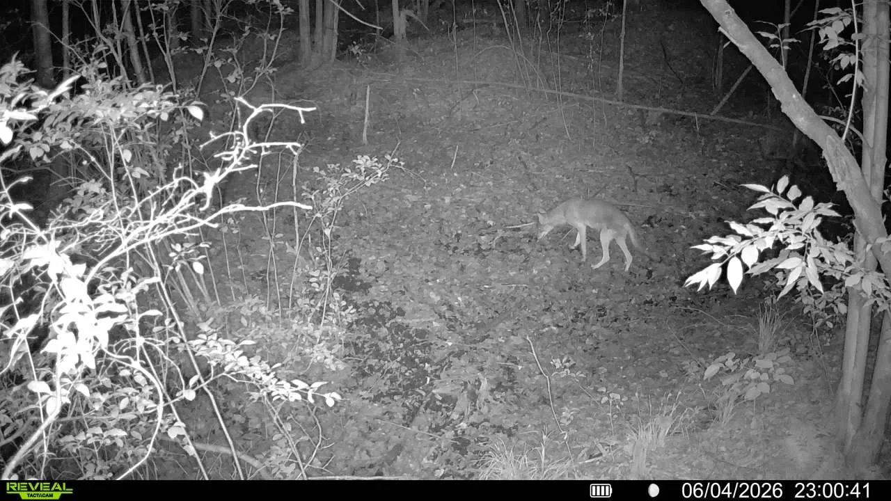 Nighttime wildlife scene showing a coyote in the woods near shrubs and trees.