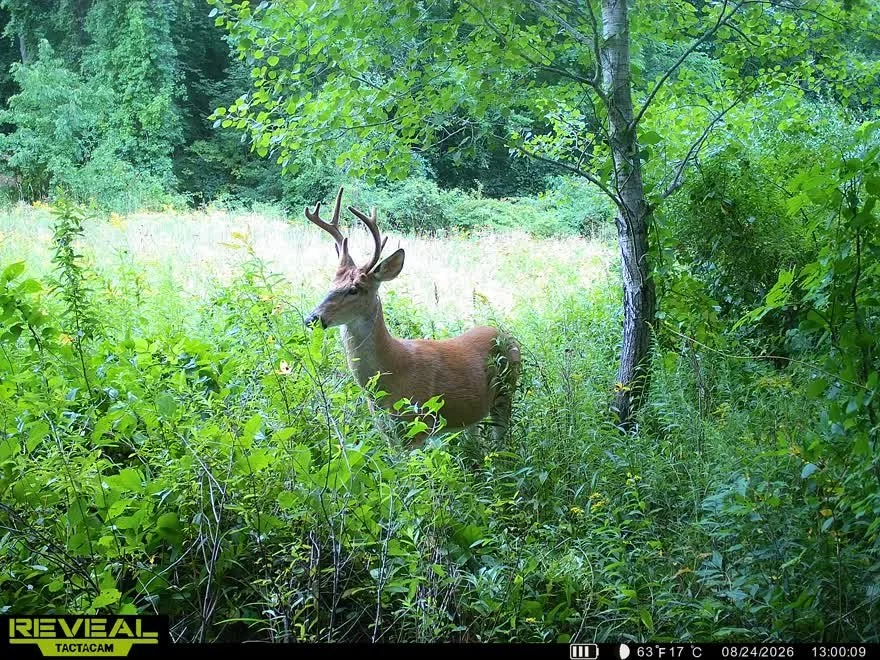 A deer standing among green bushes and trees in a forest clearing.