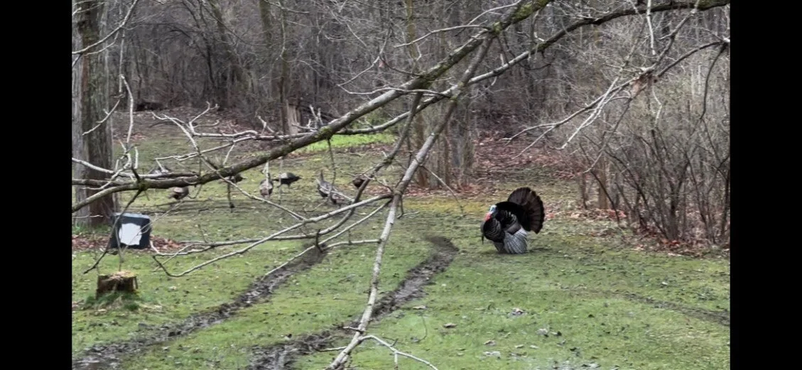 Wild turkeys with a strutting gobbler in early spring woodland habitat as winter flocks begin to break up.