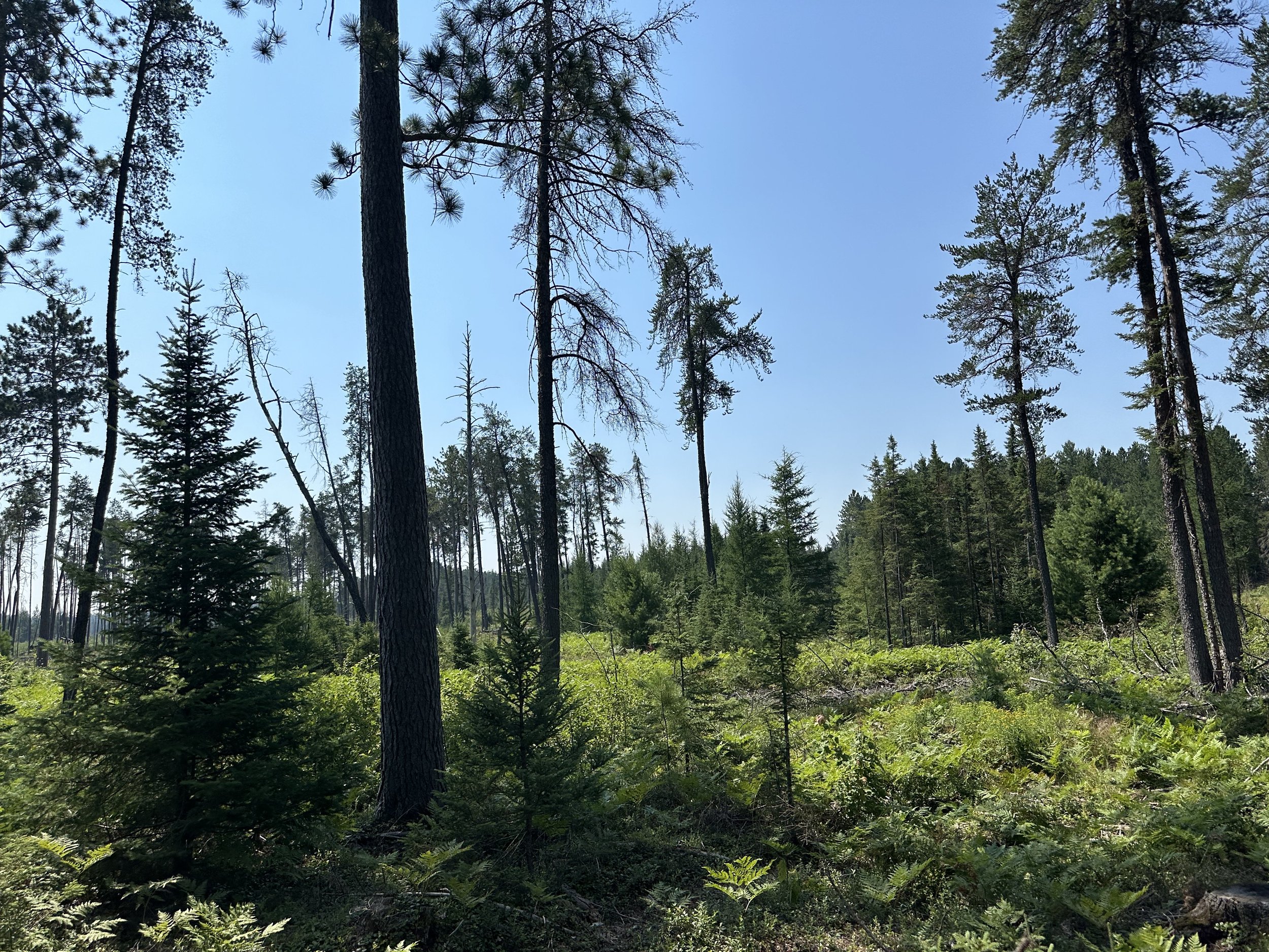 Michigan forest habitat conditions relevant to wildlife management and conservation planning.