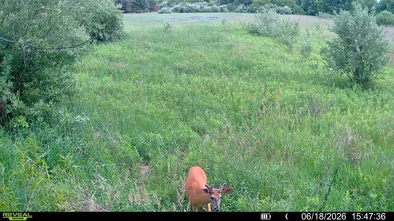 Deer standing in a green grassy field with bushes and trees in the background.