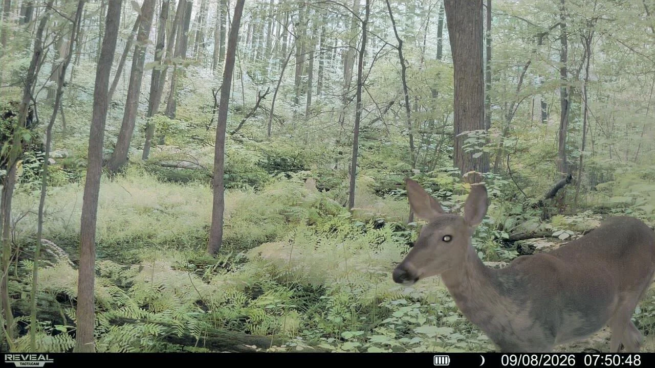 Deer standing in a lush green forest with tall trees and dense undergrowth